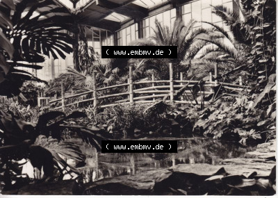 Ansichtskarte DDR Bezirk Berlin, Stadt Berlin: Tierpark Berlin, Ausschnitt aus der Tropenhalle (1) Sammlung