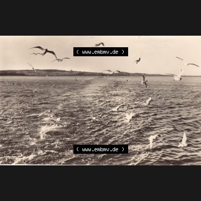 Ansichtskarte DDR Bezirk Rostock, Kreis Rügen, Insel und Gemeinde Hiddensee Hiddensee der DDR Möwen mit Möwenspiel, ungelaufen, postfrisch. Ansichtskarte bzw.... Sammlung