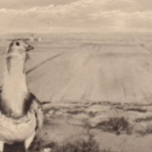 Ausschnitt zur Qualitätsprüfung vom Digitalen Bild Qualität