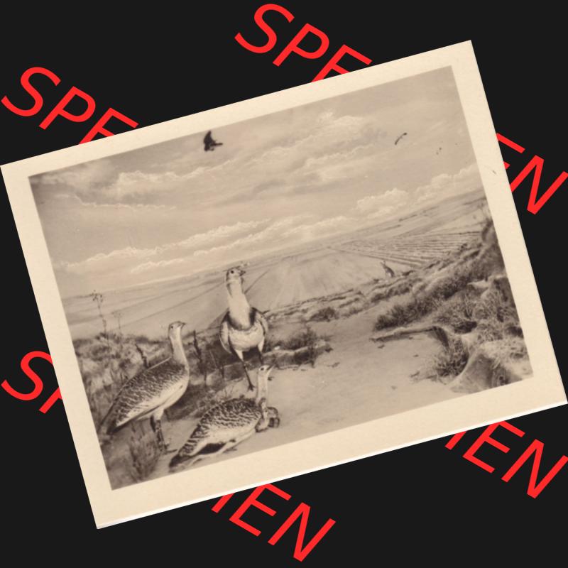 Fotos DDR, Bezirk Erfurt, Kreis Gotha, Staatliche Museen Gotha 5761 Im Felde (1). Fotos aus DDR-Zeiten Bezirk Erfurt der Deutschen Demokratischen Republik vom Bezirk... Sammlung