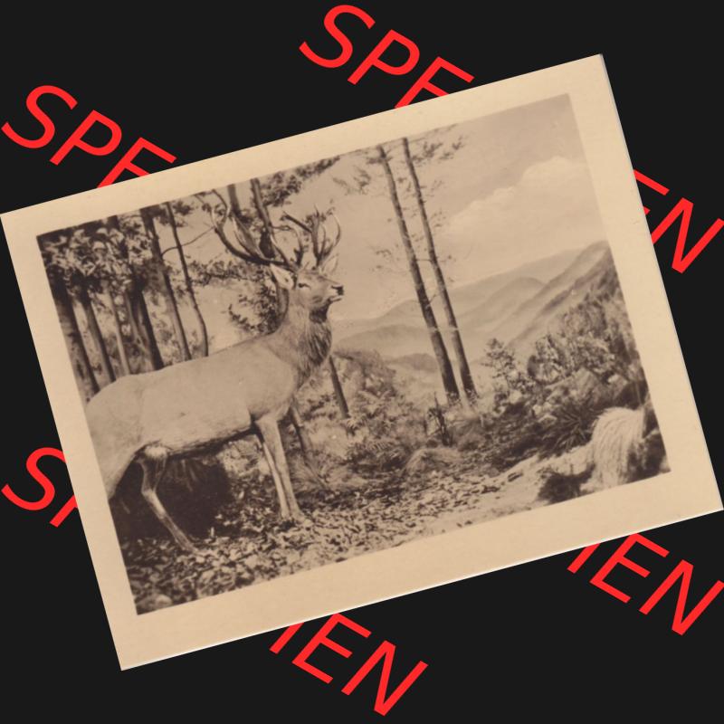 Fotos DDR, Bezirk Erfurt, Kreis Gotha, Staatliche Museen Gotha 9764 Laubwald (1). Fotos aus DDR-Zeiten Bezirk Erfurt der Deutschen Demokratischen Republik vom Bezirk... Sammlung