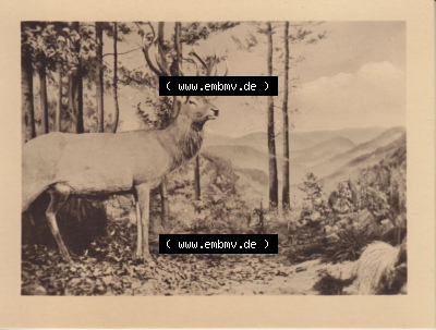 Laubwald, Fotos aus DDR-Zeiten, Bezirk Erfurt der DDR Sammlung