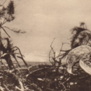 Ausschnitt zur Qualitätsprüfung vom Digitalen Bild Qualität