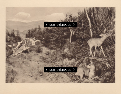 Nadelwald, Fotos aus DDR-Zeiten, Bezirk Erfurt der DDR Sammlung