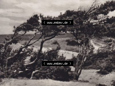Ostseebad Dierhagen mit Ansicht 1959, Windflüchter Sammlung