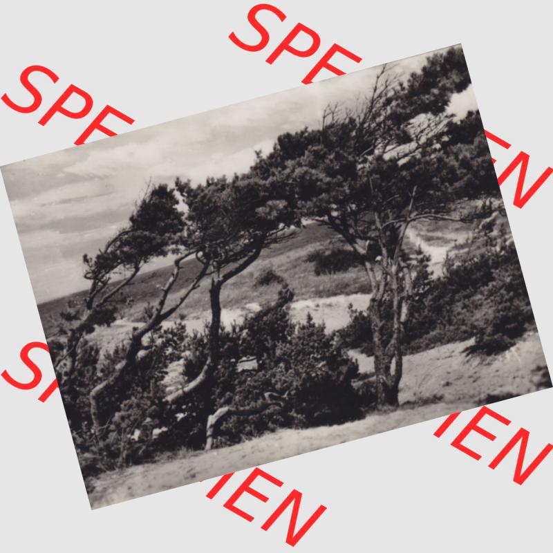 Altes Foto DDR Bezirk Rostock, Kreis Ribnitz-Damgarten, Ostseebad Dierhagen mit Ansicht 1959, Windflüchter. Altes Foto mit Ansicht der DDR Bezirk Rostock, Kreis Ribnitz-Damgarten,... Sammlung