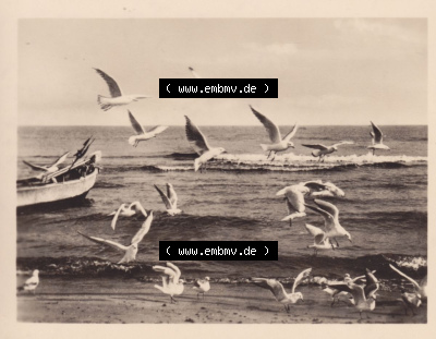 Ostseebad Lubmin 1961, 6. An der Ostsee - Möwen Sammlung