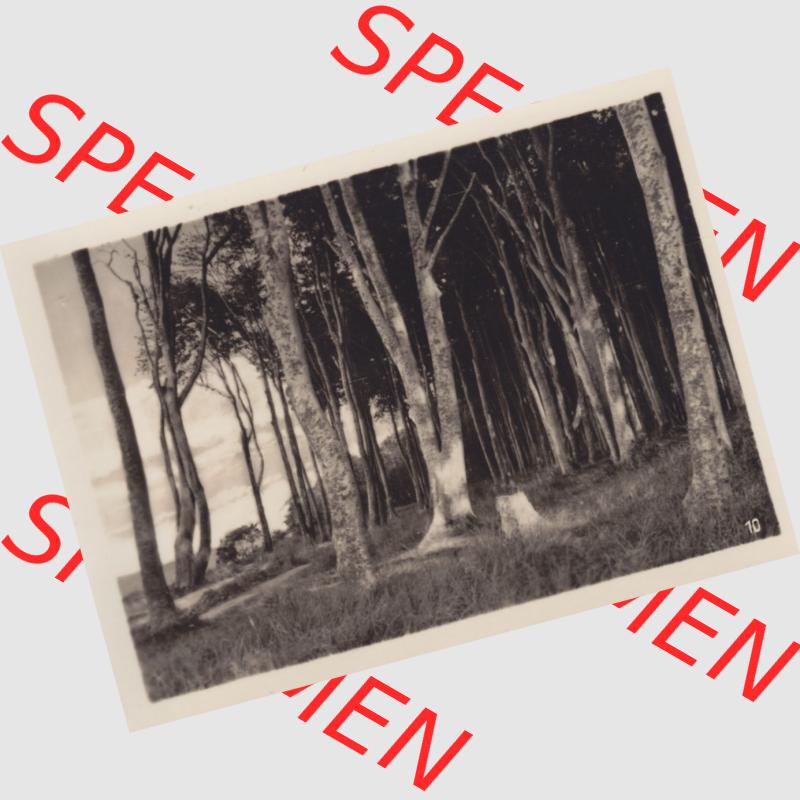 Altes Foto DDR Bezirk Rostock, Kreis Bad Doberan, Ostseebad Heiligendamm, 10 Aufnahmen für den Fotofreund 1953, 10. Gespensterwald. Alte Foto Ansichten der DDR... Sammlung