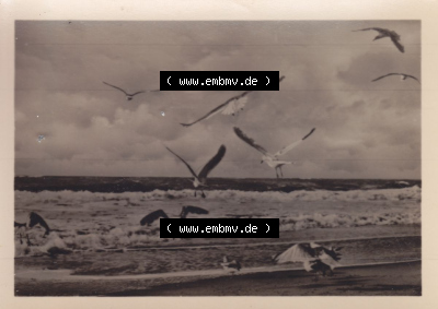 Gemeinde Insel Poel 1955 Gruß vom Ostseebad. Alte Fotos mit Ansichten Sammlung