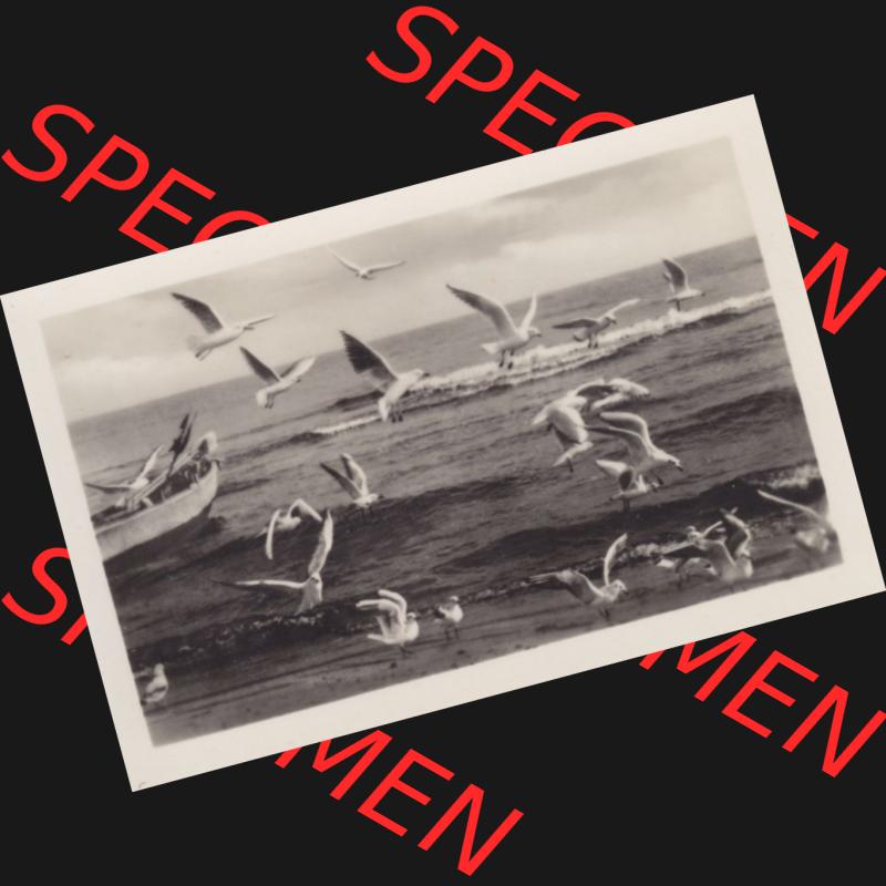 Alte Foto-Ansicht DDR Bezirk Rostock, Kreis Wolgast, Insel Usedom Ostseebad Koserow 1956, 2 Strand Boot und Möwen, Koserow a. Usedom. DDR Bezirk Rostock,... Sammlung