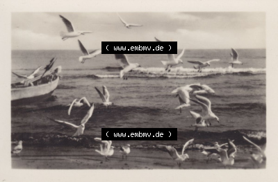 Insel Usedom Ostseebad Koserow 1956, 2 Strand Boot und Möwen, Koserow a. Usedom, Heldge-Verlag KG, Köthen/Anhalt Sammlung
