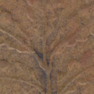 Ausschnitt zur Qualitätsprüfung vom Digitalen Bild Qualität