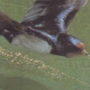 Ausschnitt zur Qualitätsprüfung vom Digitalen Bild Qualität